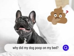 My Dog Poop on My Bed