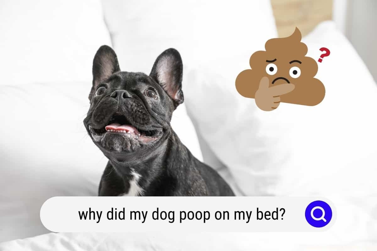 My Dog Poop on My Bed