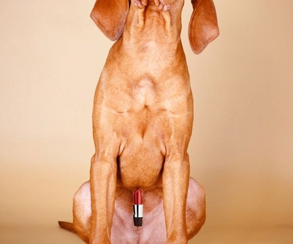 Why is My Dogs Lipstick Stuck Out