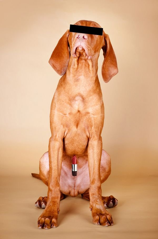 Why is My Dogs Lipstick Stuck Out