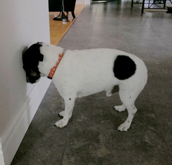 My Dog Push His Head into Me