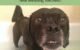 How to Deshed a Short Haired Dog 5 Deshed a Short Haired Dog