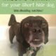 Deshed a Short Haired Dog