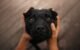 Why Do Dogs Cry When They See You 5 Why Do Dogs Cry When They See You