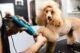 How Often Should You Have Your Dog Groomed? 6 How Often Should You Have Your Dog Groomed?