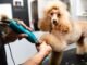How Often Should You Have Your Dog Groomed? 74 How Often Should You Have Your Dog Groomed?