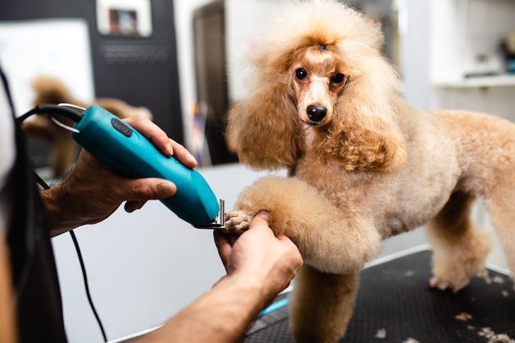 How Often Should You Have Your Dog Groomed?