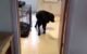 Why is My Dog Walking Backwards? 5 Why is My Dog Walking Backwards