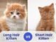 How to Tell If a Kitten Will Have Long Hair 32 Kitten Will Have Long Hair