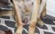Why Do Dogs Red Rockets Come Out 5 Why Do Dogs Red Rockets Come Out