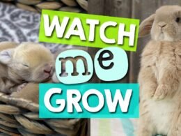 How Fast Do Bunnies Grow
