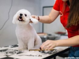 What to Do If Your Dog is Itchy After Grooming