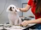 What to Do If Your Dog is Itchy After Grooming 45 What to Do If Your Dog is Itchy After Grooming