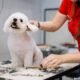 What to Do If Your Dog is Itchy After Grooming 8 What to Do If Your Dog is Itchy After Grooming