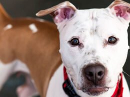 Dogs Whine When They See You