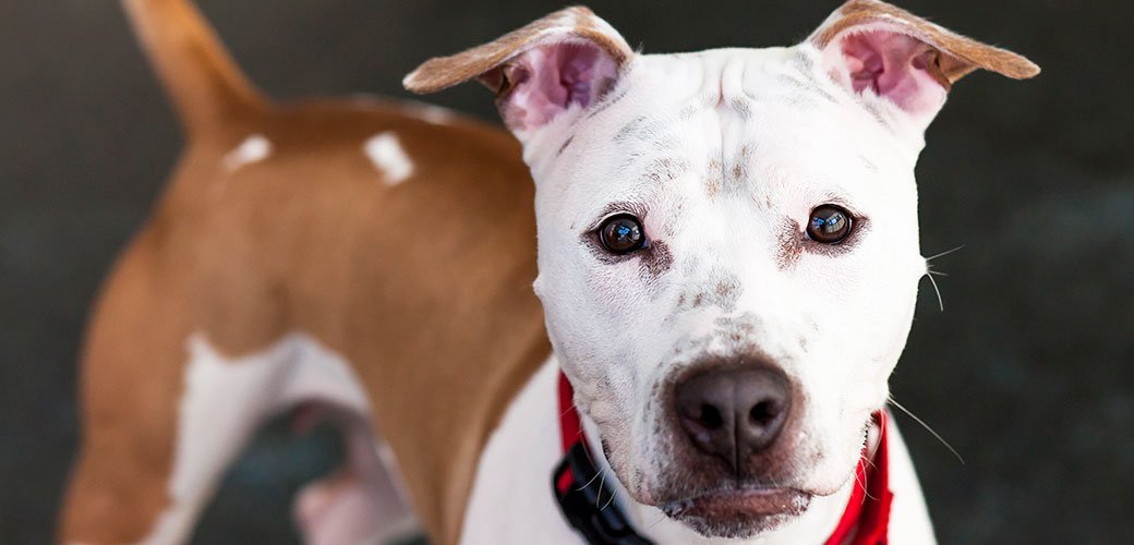 Dogs Whine When They See You