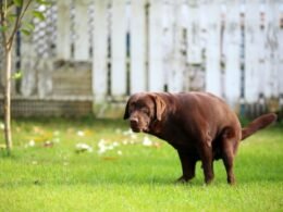 Why Does My Dog Walk And Poop?