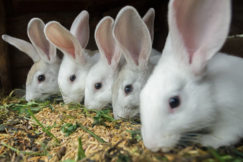 How Many Rabbits Can Live Together in One Cage