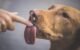 Why Do Dogs Lick Metal 5 Why Do Dogs Lick Metal