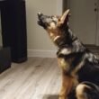 German Shepherd Howl