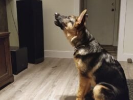 German Shepherd Howl