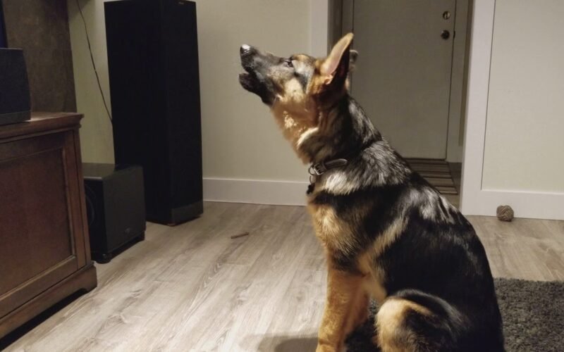 German Shepherd Howl