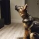 Why Does German Shepherd Howl 7 German Shepherd Howl