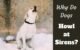 Why Do Dogs Howl at Sirens 5 Dogs Howl at Sirens