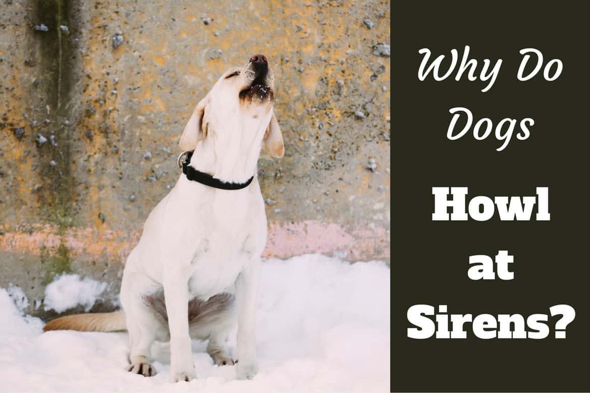 Dogs Howl at Sirens