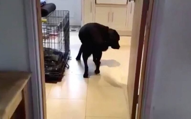 Why Does My Dog Walk Backwards?