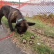 Dogs Eat Goose Poop