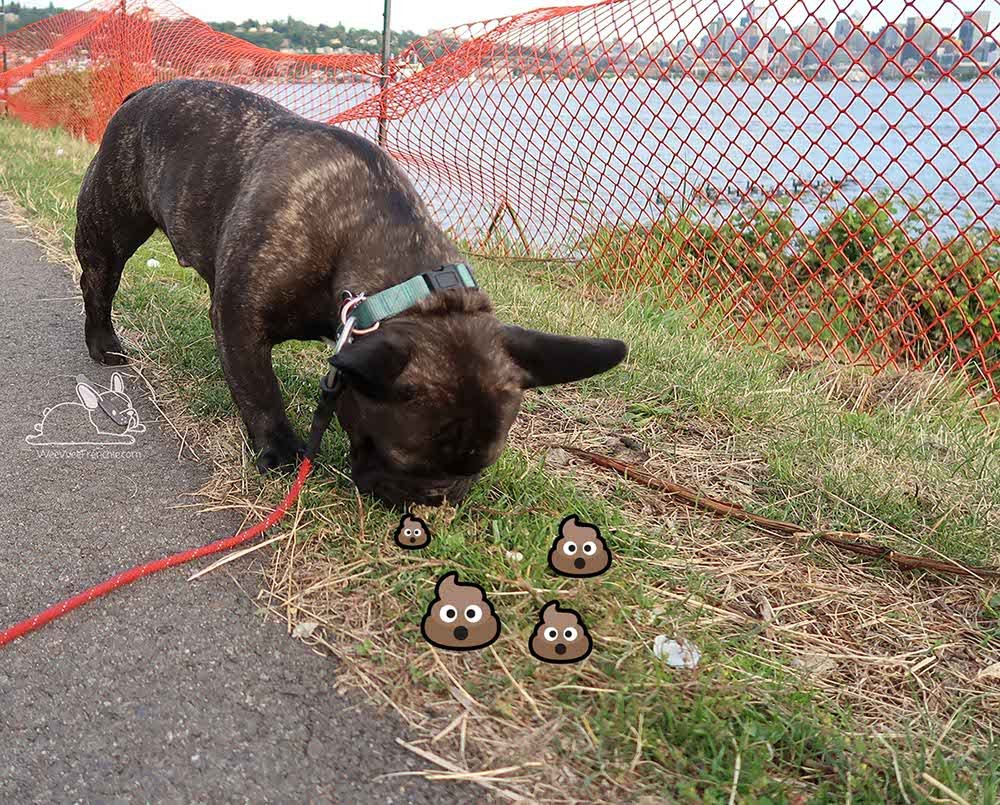 Dogs Eat Goose Poop