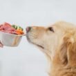 Can dogs have cat food for weight loss