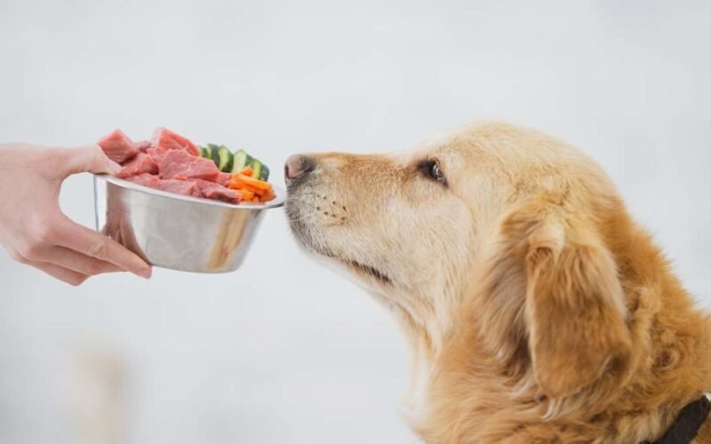 Can dogs have cat food for weight loss