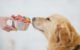 Can Cat Food Help Dogs Shed Pounds? 5 Can dogs have cat food for weight loss