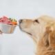 Can Cat Food Help Dogs Shed Pounds? 7 Can dogs have cat food for weight loss