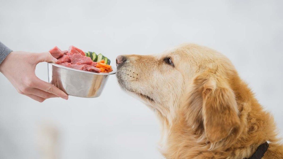 Can dogs have cat food for weight loss
