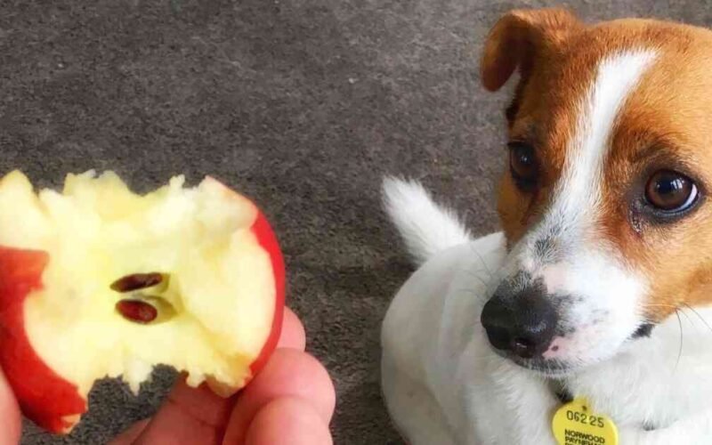 Apple Seeds Will Kill a Small Dog