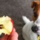 Apple Seeds Will Kill a Small Dog