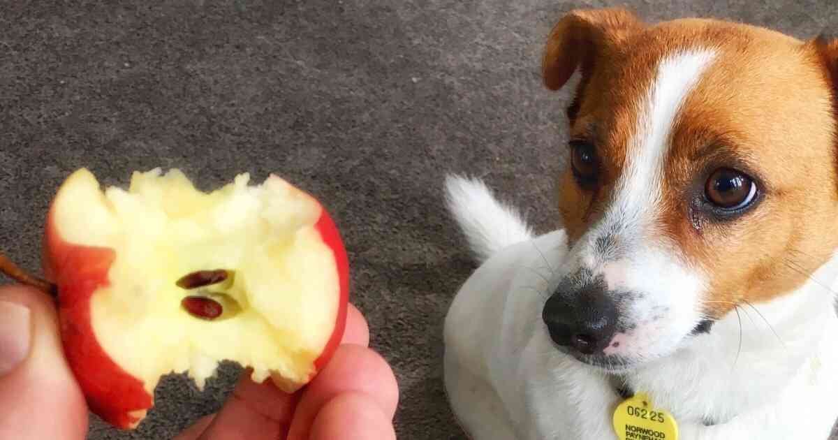 Apple Seeds Will Kill a Small Dog