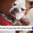 Dog Hack After Drinking Water