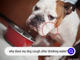 Dog Hack After Drinking Water