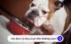 Why Does My Dog Hack After Drinking Water 5 Dog Hack After Drinking Water