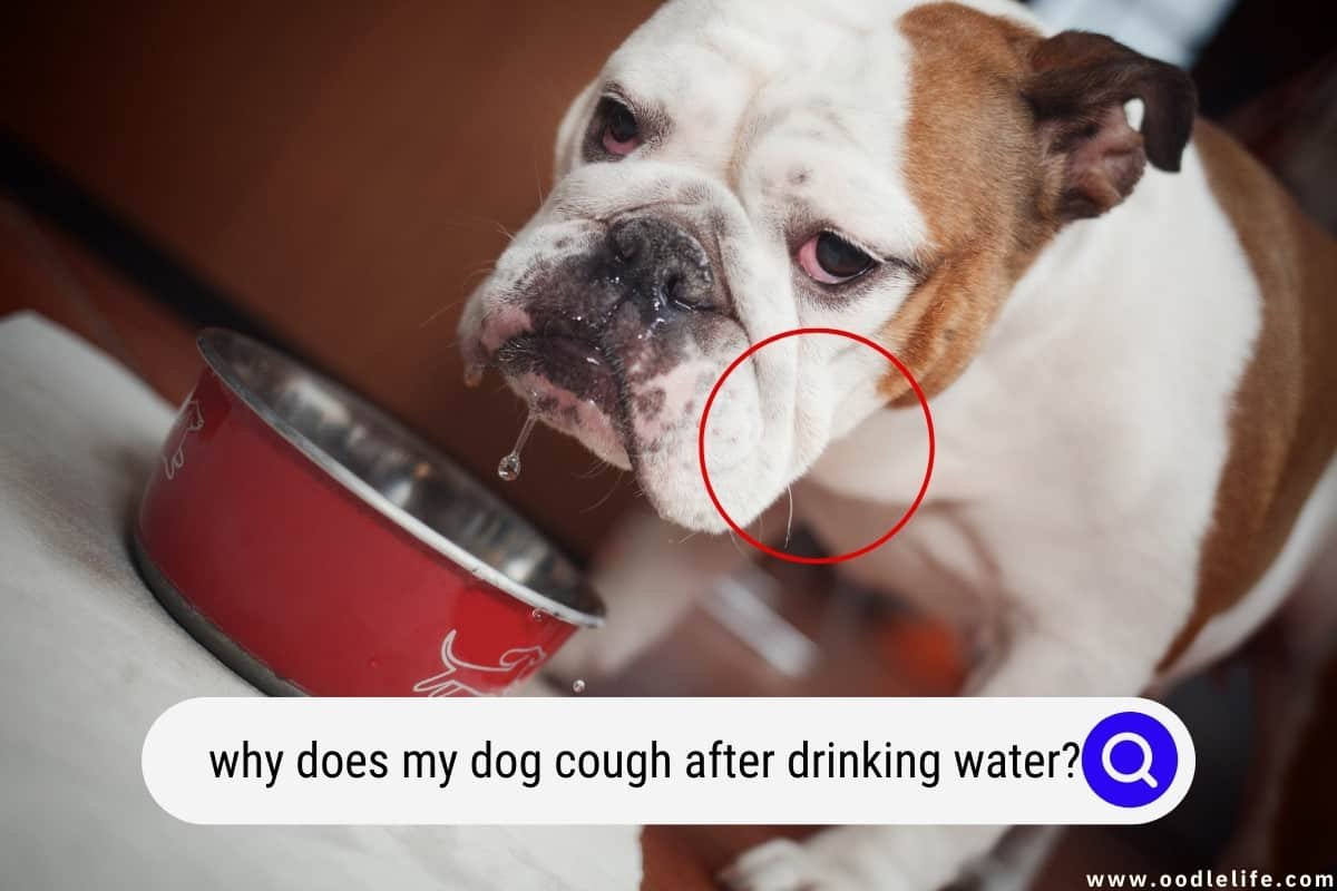 Dog Hack After Drinking Water