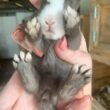 Many Toes Does a Rabbit Have