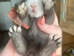 Many Toes Does a Rabbit Have