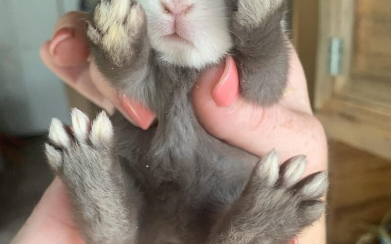 Many Toes Does a Rabbit Have