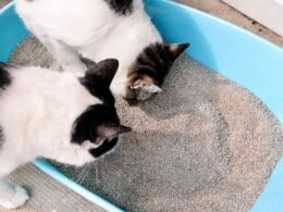 Dog Has Worms How Do I Clean My House