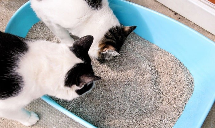 Dog Has Worms How Do I Clean My House