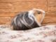 How Much Does Guinea Pigs Cost at Petsmart 15 Guinea Pigs Cost at Petsmart